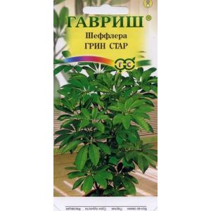 Шефлера Грин Стар 3 шт.