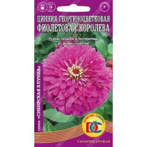 Цинния Фиолетовая Королева 0,3 гр