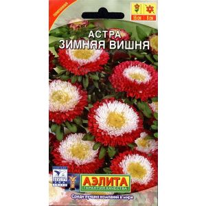 Астра Зимняя Вишня