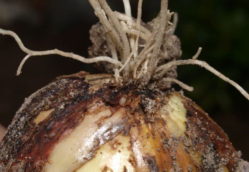 Стеблевой капустный скрытнохоботник. Луковые вредители червяки. Луковая нематода личинки. Черви в луке. Черви в луке.