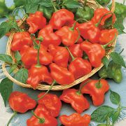 Перец Острый Звонок 10 шт.