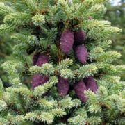 Ель Черная Picea mariana смесь 20 шт