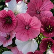 Малопа Капри Смесь 0,3 гр