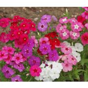 Флокс Смесь Красивый Гном 0,2гр