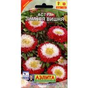 Астра Зимняя Вишня