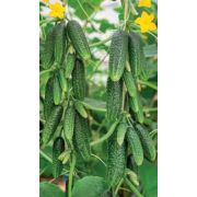 Огурец Пикулька 10 шт