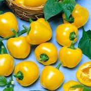 Перец Золотистая Малютка 5 шт.