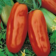 Томат Адамо Грин F1 5 шт.